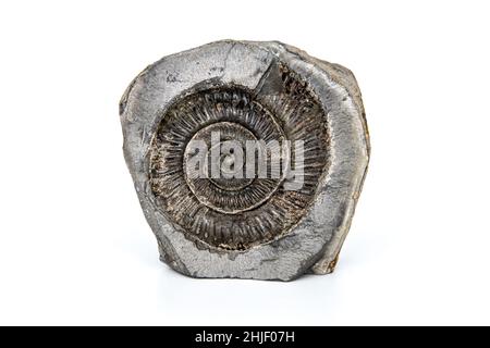 170 milioni di anni Dactylioceras ammonite fossile su sfondo bianco in studio Foto Stock