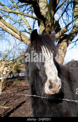 Cavallo nero con occhi blu su una fattoria vicino Stotfold lungo il Kingfisher Way, Bedfordshire, Regno Unito Foto Stock