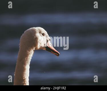 testa di bel cigno bianco fotografato da dietro con sfondo blu Foto Stock