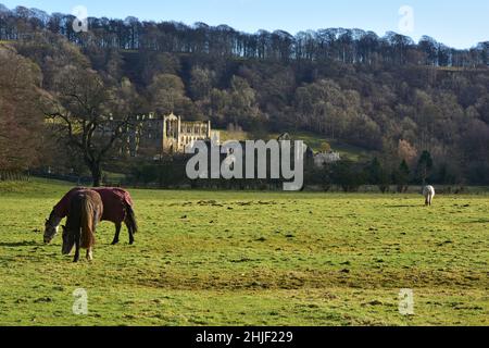 Abbazia di Rievauxl, vista distante sui campi, Yorkshire, Inghilterra Foto Stock