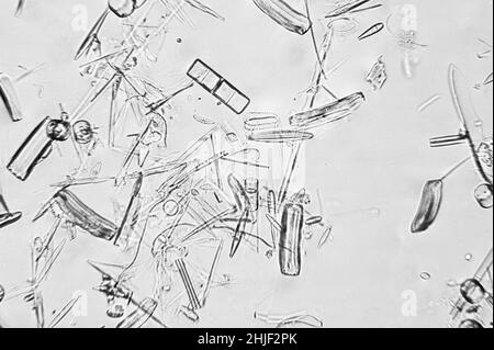 Diatomi misti visti sotto un microscopio a luce Foto Stock