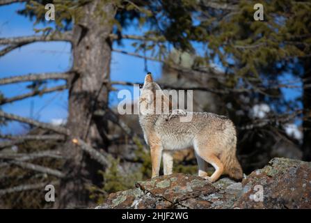 Un unico coyote (Canis latrans) che urla nella neve d'inverno Foto Stock