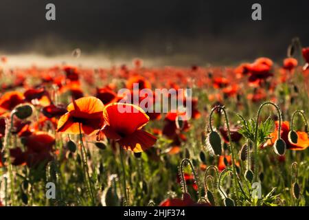 campo di papavero alla luce della sera. nebbia incandescente sfocata nel paesaggio di sfondo. paesaggio rurale in estate Foto Stock