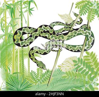 Due serpenti nella giungla, illustrazione Illustrazione Vettoriale