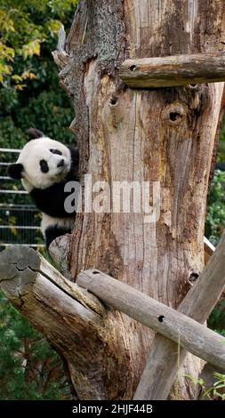 Giovane panda gigante che sale su un albero Foto Stock
