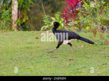 Grande Curassow (Crax rubra), maschio Foto Stock