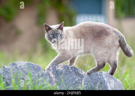 Giovane gatto thailandese domestico che cammina sulla spiaggia di sabbia in estate. Animali domestici all'aperto. Foto Stock