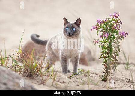 Giovane gatto thailandese domestico che cammina sulla spiaggia di sabbia in estate. Animali domestici all'aperto. Foto Stock