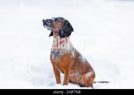 Carino cane di montagna bavarese con neve sul viso e testa seduta nella natura invernale Foto Stock