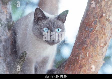 Primo piano ritratto di gatto tailandese seduto su albero e guardando in inverno all'aperto mentre nevica Foto Stock