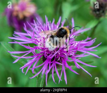 Un'ape bumble su un fiore di Knapweed maggiore ( Centaurea scabiosa ) Foto Stock