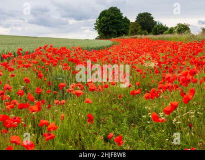 Un'abbondanza di papaveri di mais che fiorisce al margine di un campo di coltivazione di cereali a Tadcaster, North Yorkshire Foto Stock