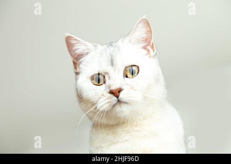 Bel ritratto di gatto argentato inglese shorthair. Sfondo grigio, spazio di copia. Foto Stock