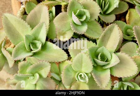 Bryophyllum Daigremontianum, la spina dorsale del Diavolo, Madre delle migliaia, pianta dell'alligatore o decorazione messicana della pianta del cappello nel giardino tropicale. Un succulento Na Foto Stock