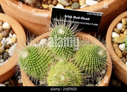 Mammillaria spinosissima, Spiny Pincushion Cactus o Irish Red Head Cactus in Un vaso. A piante succulente per la decorazione del giardino. Foto Stock