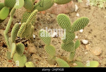 Opuntia Microdasys, Bunny Ear Prickly Pear, Angel's Wings, Polka Dot Cactus. A piante succulente con spine affilate per decorazione del giardino. Foto Stock