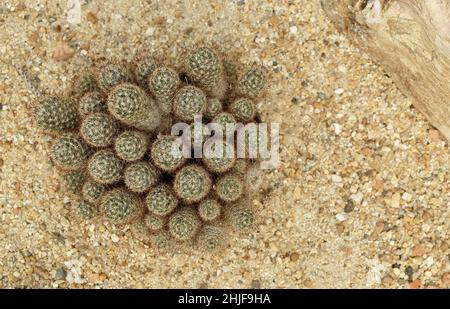 Bella Mammillaria allungata, Cactus pizzo oro o Ladyfinger Cactus pianta per Casa e Giardino decorazione. Foto Stock