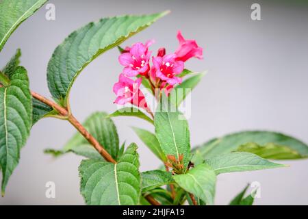 Primo piano di vivido rosa magenta Weigela florida pianta con fiori in piena fioritura in un giardino in una soleggiata primavera giorno, bello sfondo floreale all'aperto Foto Stock