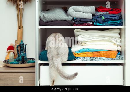 Il gatto d'argento britannico si nasconde in un armadio. Ricovero insolito, abitudini di gatto. Foto Stock