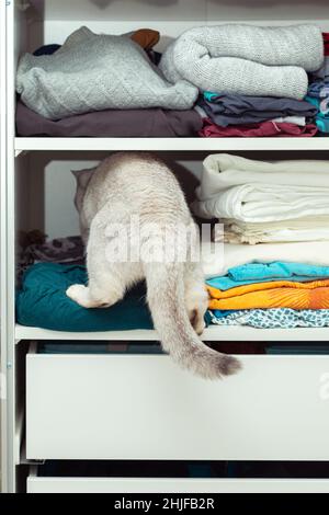 Il gatto d'argento britannico si nasconde in un armadio. Ricovero insolito, abitudini di gatto. Foto Stock