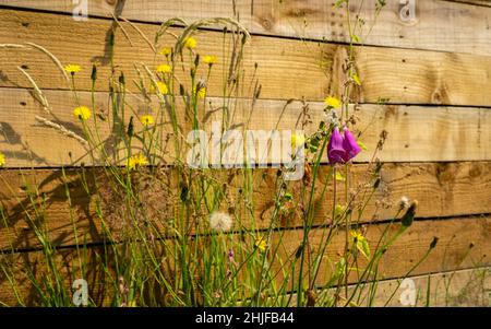 Primo piano di guanti di volpe, dandelioni e altri fiori selvatici britannici, su sfondo di legno nel sole estivo del pomeriggio Foto Stock