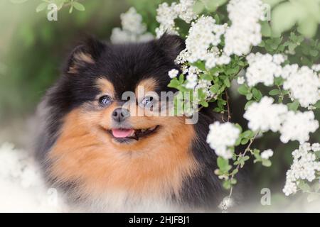 Soffice pomerania spitz cane sorridente tra fiori bianchi primavera o estate Foto Stock