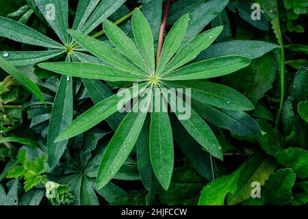 Primo piano di verde brillante foglia di Lupinus pianta, comunemente noto come lupino o lupino, con piccole gocce d'acqua in un giardino piovoso primavera, bella all'aperto f Foto Stock