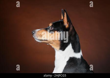 Vista ravvicinata del profilo della testa del giovane cane basenji africano su sfondo marrone. Scatto isolato in studio. Spazio di copia. Foto Stock