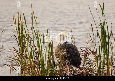 Primo piano di un'aquila nel Montezuma National Wildlife Refuge Foto Stock