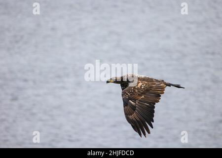 Primo piano di un'aquila nel Montezuma National Wildlife Refuge Foto Stock