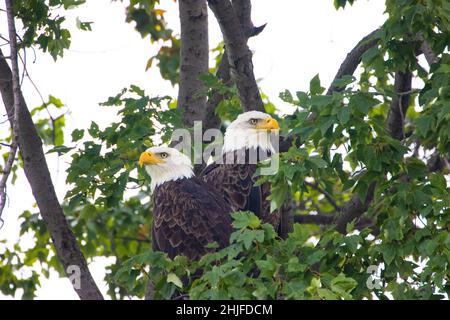 Primo piano di un'aquila nel Montezuma National Wildlife Refuge Foto Stock