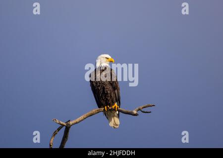 Primo piano di un'aquila nel Montezuma National Wildlife Refuge Foto Stock