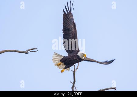 Primo piano di un'aquila nel Montezuma National Wildlife Refuge Foto Stock