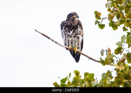 Primo piano di un'aquila nel Montezuma National Wildlife Refuge Foto Stock