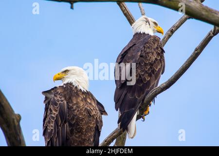 Primo piano di un'aquila nel Montezuma National Wildlife Refuge Foto Stock