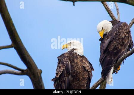 Primo piano di un'aquila nel Montezuma National Wildlife Refuge Foto Stock