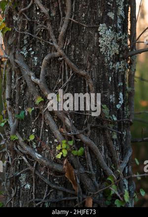 Tronco di albero in foresta con l'edera di arrampicata e licheni attaccati ad esso in autunno, verticale Foto Stock