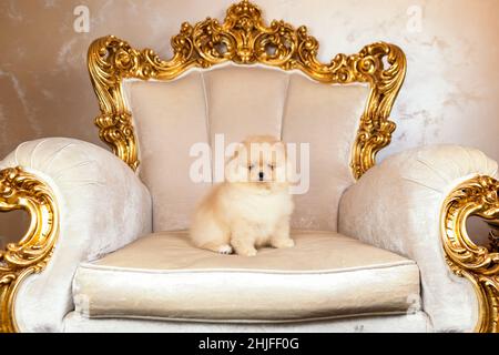 Piccolo cucciolo di Pomeranian spitz cane seduto su una poltrona dorata nel palazzo reale Foto Stock