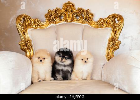 Tre cuccioli carini di cane spitz pomeraniano seduti su un'elegante poltrona in stile vintage Foto Stock