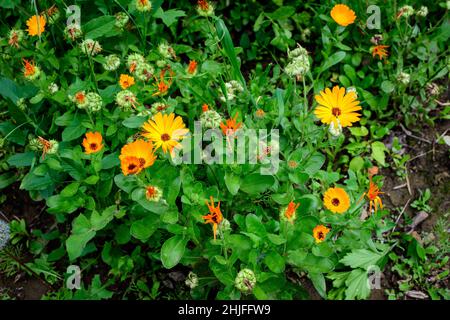 Fiori d'arancio vividi di Calendula officinalis pianta, noto come vaso marigold, ruddles, comune o scotch marigold in un giardino estivo soleggiato, flor testurizzato Foto Stock