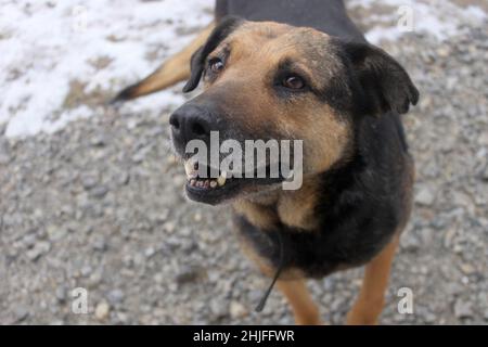 Ritratto di un grande cane più vecchio guardando un uomo con amore e fiducia. Il cane ha una museruola grigia e orecchie nascoste. Foto Stock