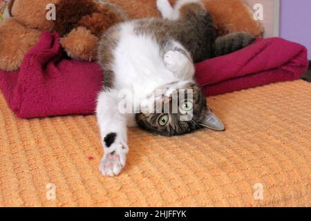 Un gatto colorato e divertente si allunga sul letto. Sullo sfondo ci sono coperte colorate e un grande peluche giocattolo. Il gatto ha bellissimi occhi gialli. Foto Stock