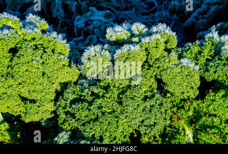 Primo piano di kale curly maturato in un giardino (Brassica oleracea) Foto Stock