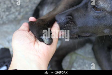 Il cane salvato dalle lancette purtroppo ha perso una parte della sua zampa. Questo è come guarito moncone ora, tenuto sulla sua mano. Il cane salvato lecca la mano Foto Stock