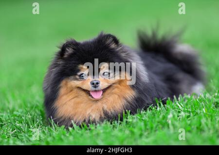 Felice Pomeranian spitz cane di colore nero bable è sdraiato su erba verde a natura e sorridente. Foto Stock