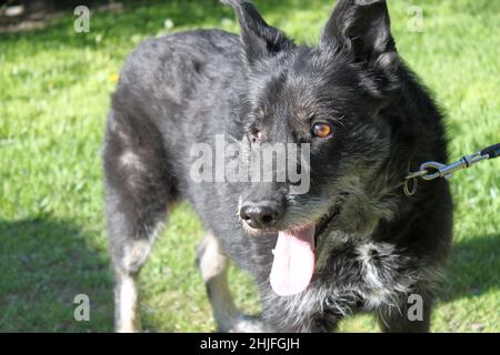 Ritratto di un grande cane nero senza un occhio. Il cane è più vecchio, con un sacco di capelli grigi. Sta guardando fuori nella distanza da qualche parte. Foto Stock