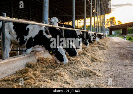 Le mucche in un paddock su una fattoria mangiano fieno. Un sacco di mucche in un fienile in una grande fattoria. Foto Stock