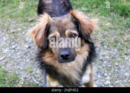 Ritratto di un cane marrone e nero ordinario. Foto scattata fuori, il cane guarda la macchina fotografica, con occhi marroni e uno sguardo calmo. Foto Stock