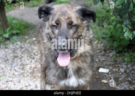 Un grande cane brindle che sembra minaccioso. Ha degli occhi marroni belli. Alcune piante e piccoli ciottoli sullo sfondo. Foto Stock