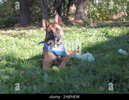 Un cane pastore belga Malinois si trova sull'erba che riposa dopo aver giocato. Indossa una bandana colorata intorno al collo. Foto Stock